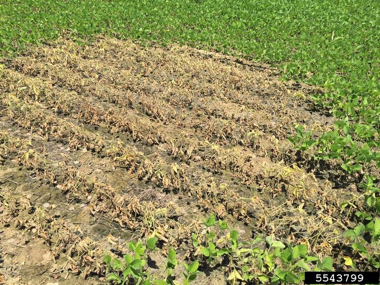 dead soybeans caused by root rotting pathogens