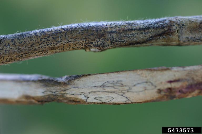 signs and symptoms of charcoal rot on soybean stems