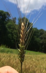 Wheat head infected with Fusarium graminearum