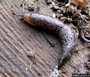 adult gray slug