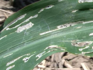 slug feeding damage on corn