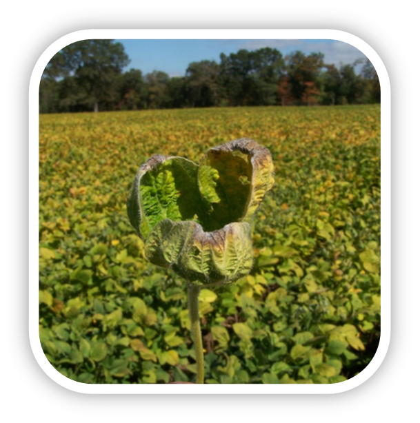 Herbicide-damaged soybeans from dicamba drift
