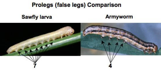 sawfly and armyworm comparison