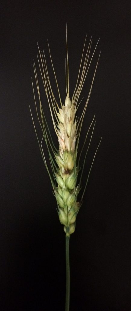 Wheat head with bleached spikelets from FHB