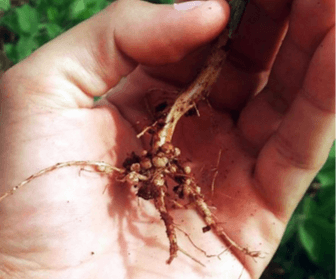 soybean roots with nodules