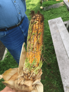 corn ear with sprouted kernels