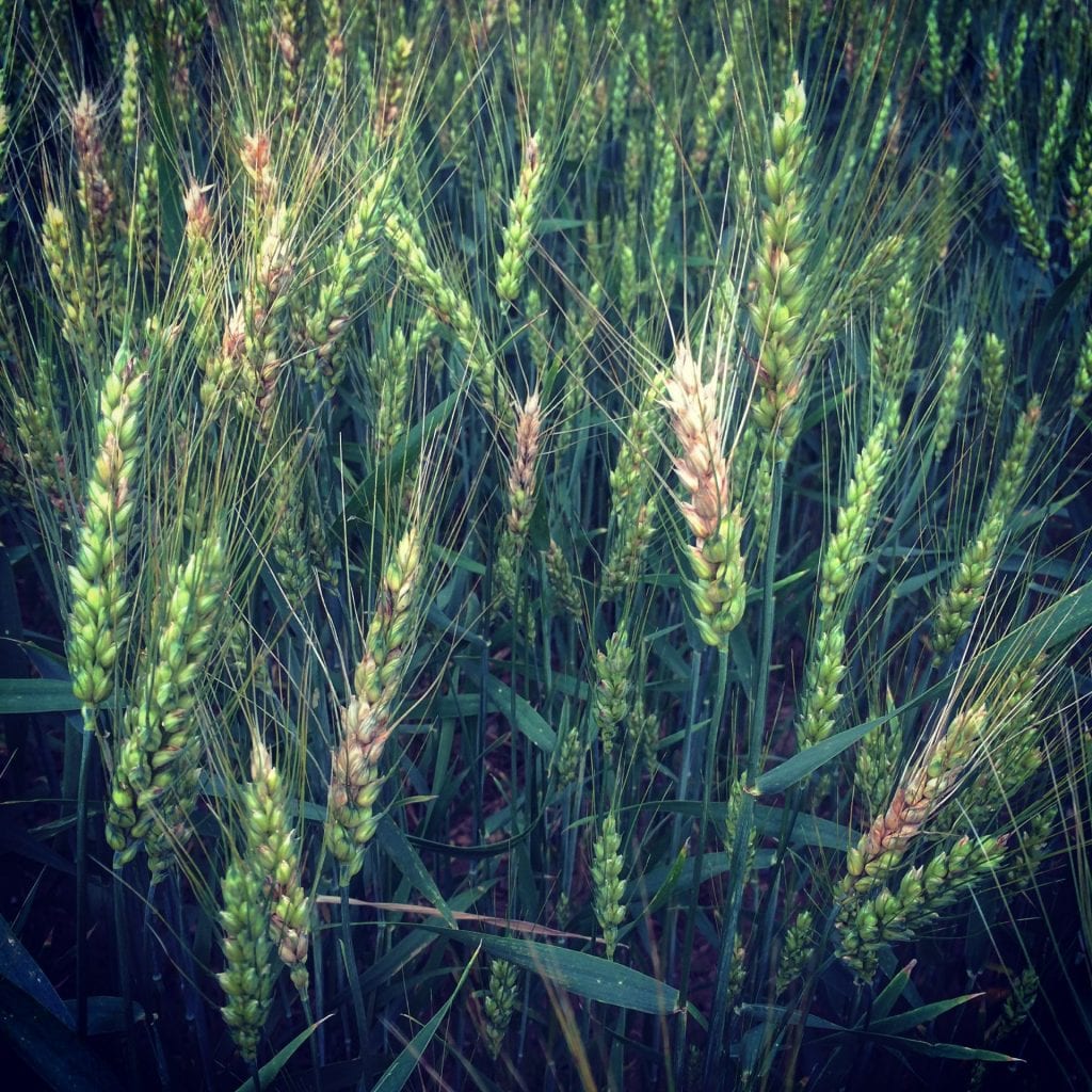 wheat infected with head scab