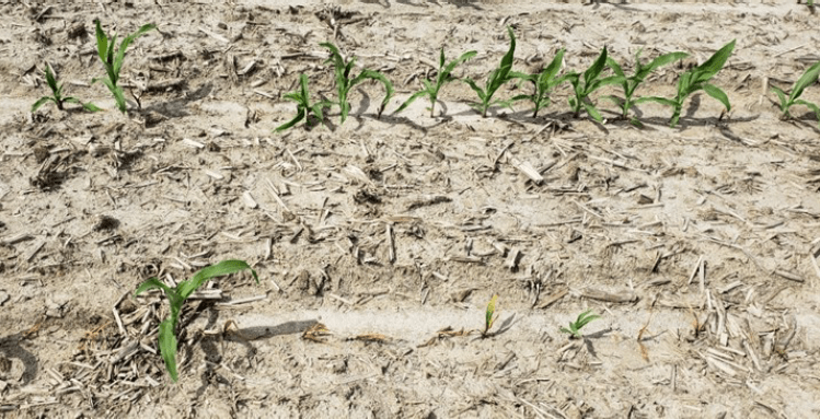 corn dying in field caused by pythium