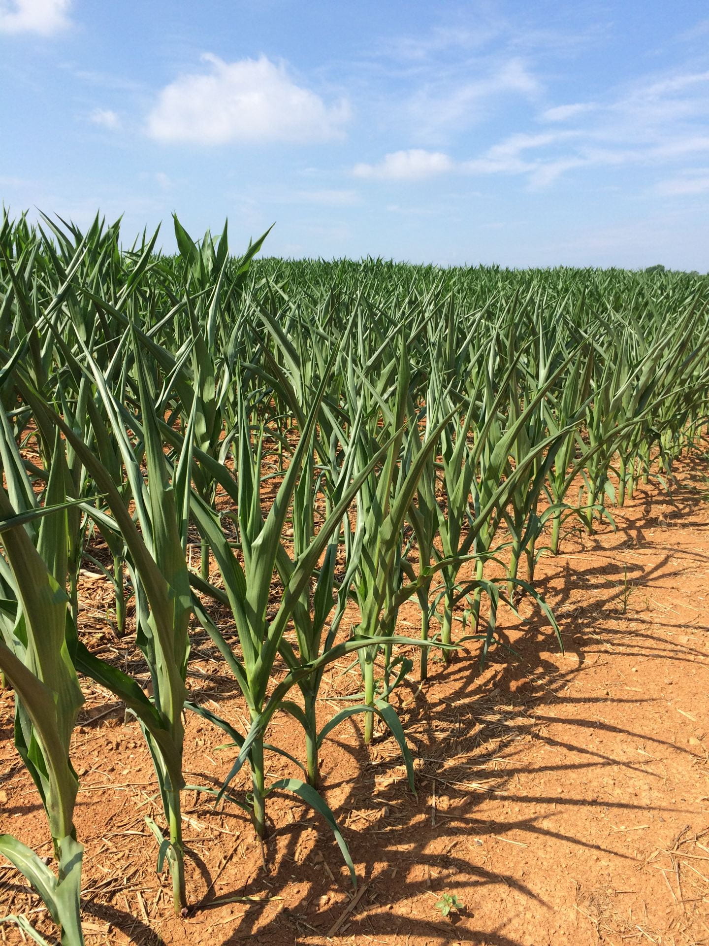 Drought-stressed corn in vegetative growth stage