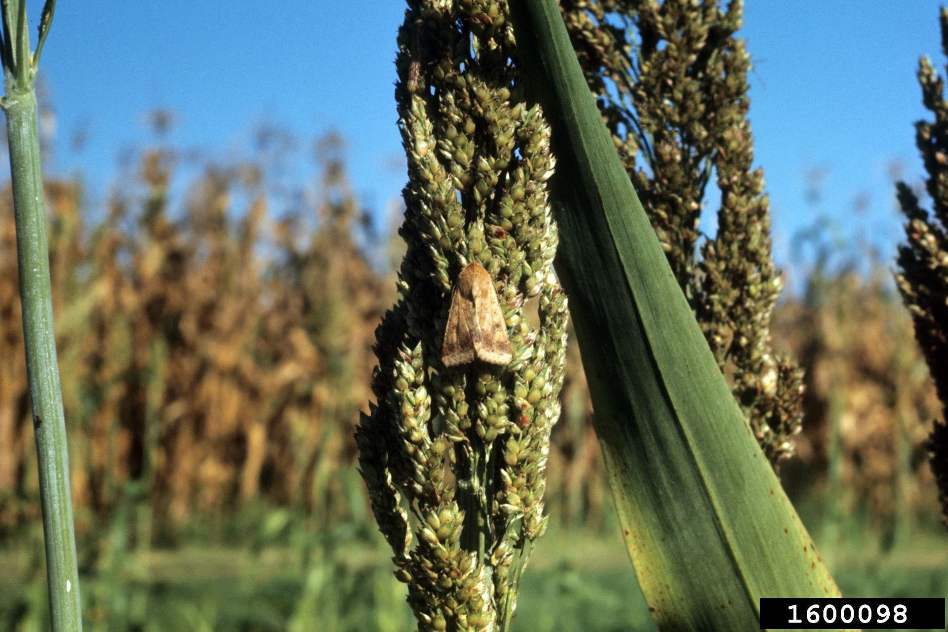 Corn earworm female in sorghum. Image: John C. French Sr