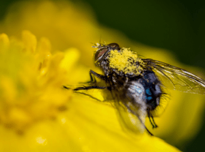 fly on flower