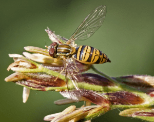 syrphid fly on flower