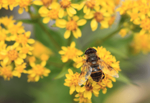 syrphid fly on yellow flower