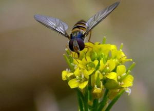 syrphid fly in yellow flower