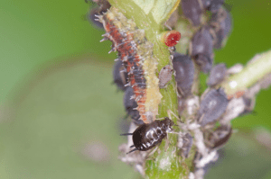 syrphid fly larvae feeding in aphid