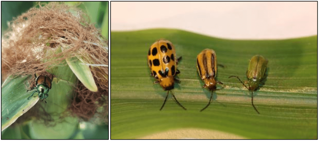 japanese beetle and other beetles on corn