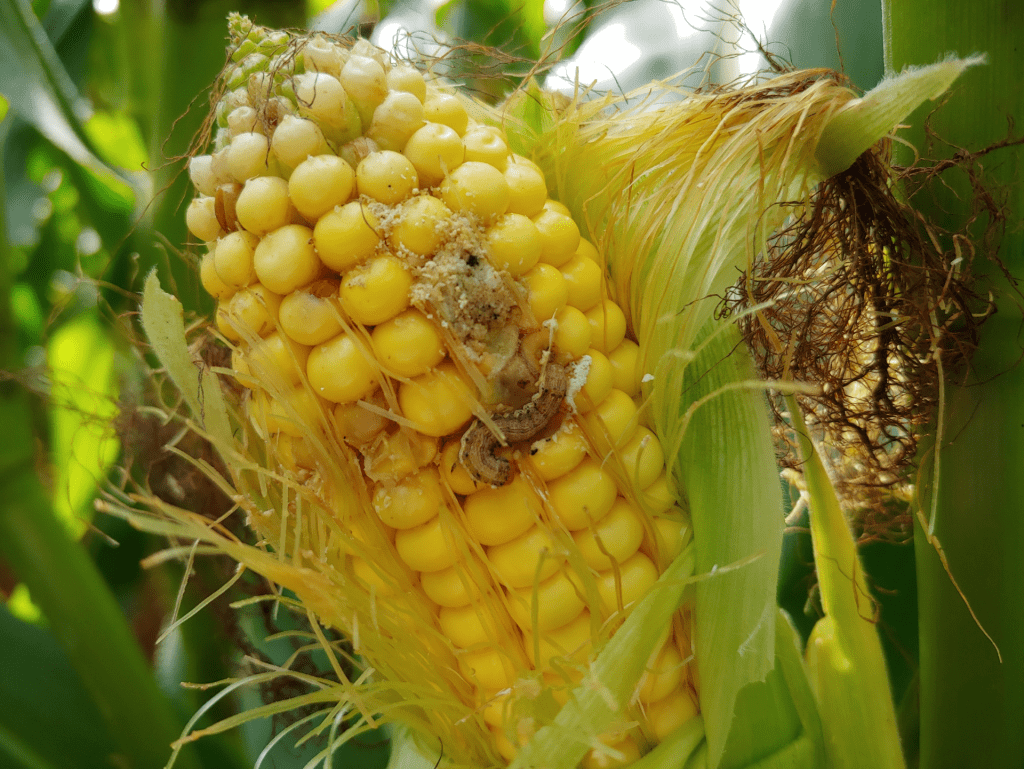 corn earworm on corn ear