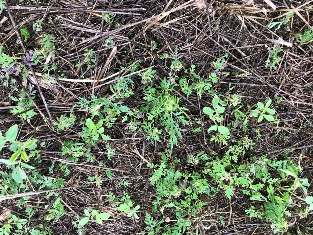 ragweed in field