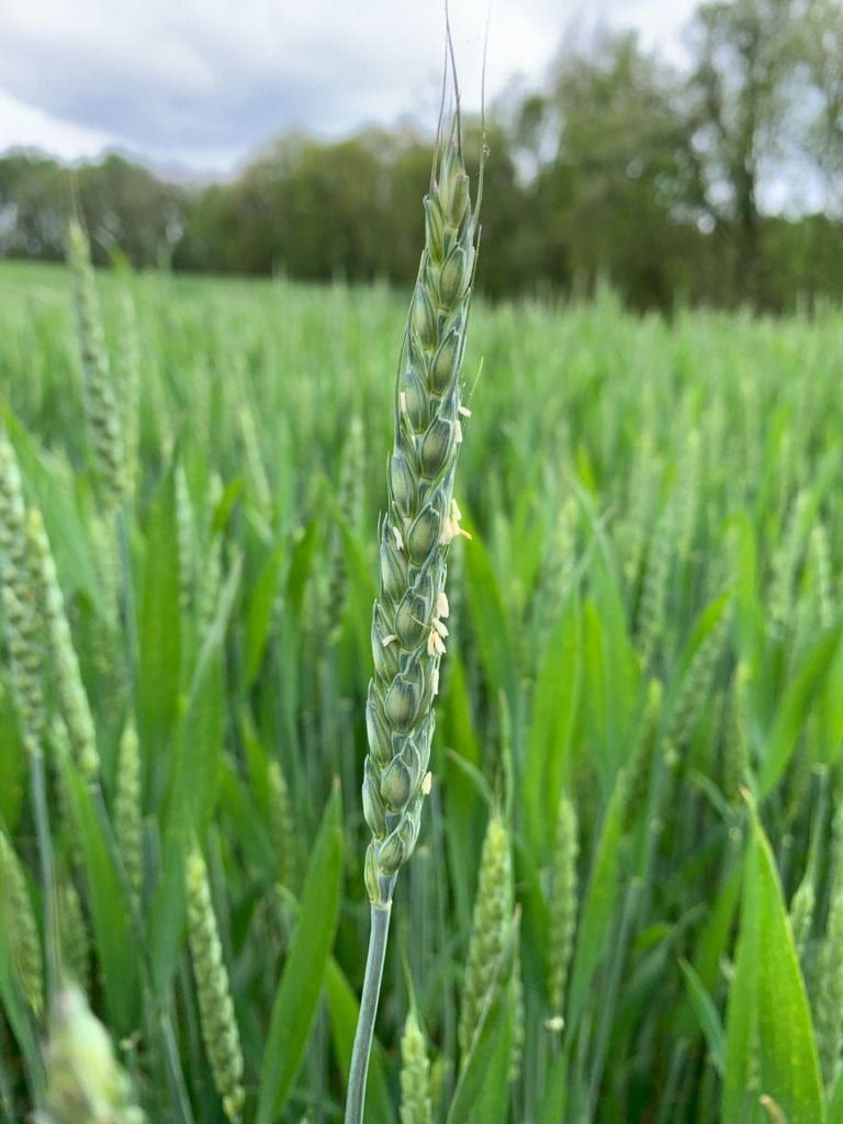 wheat at start of anthesis