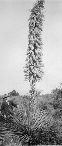 Yucca in bloom, with a man with glasses and hat to left, holding a leaf of the Yucca.