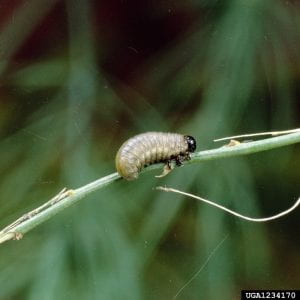  Common Asparagus Beetle Larvae.