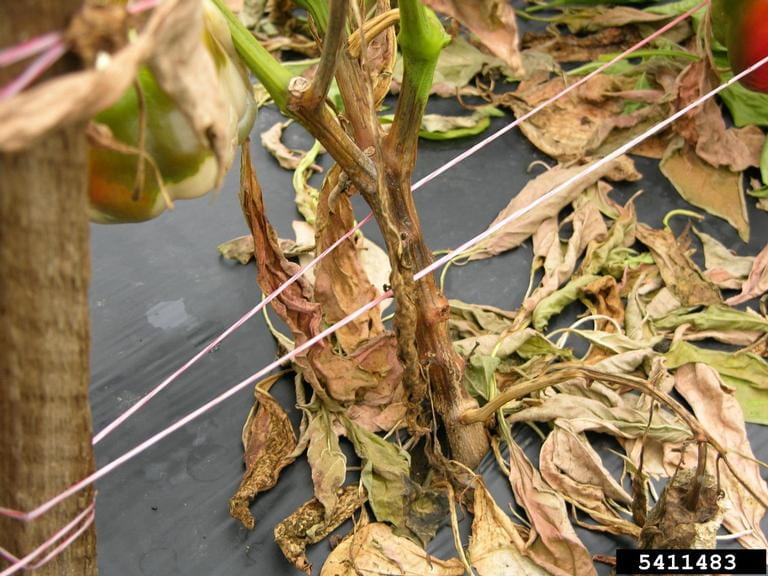Image above: Phytophthora symptoms on pepper plant. Note wilted leaves and brown stem near base of plant. Photo by Don Ferrin, Louisiana State University Agricultural Center, Bugwood.org