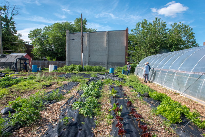 urban farm with lettuce and other greens growing