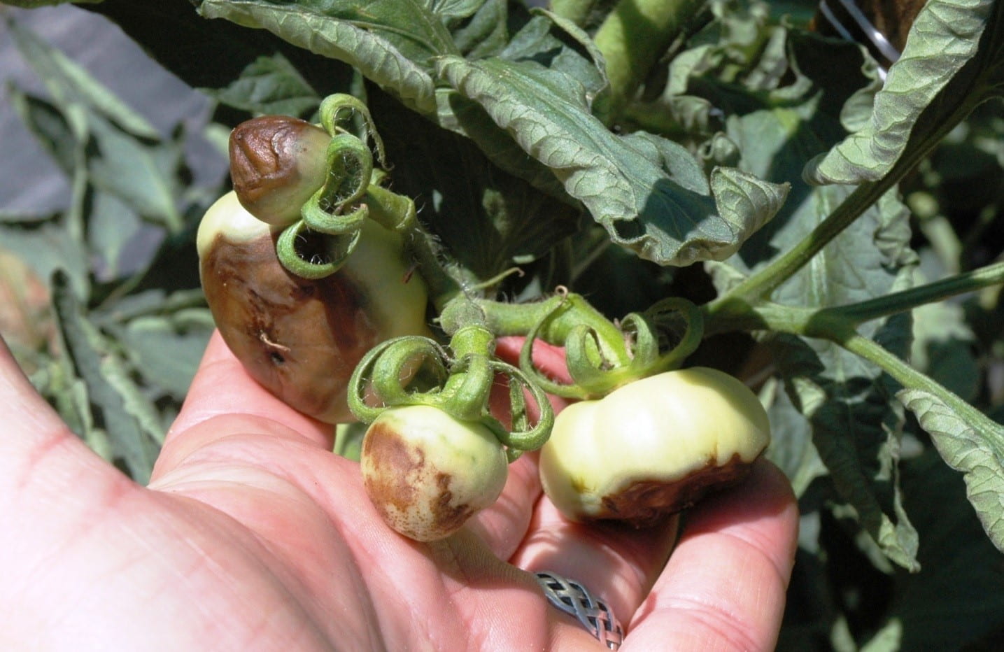 Cluster of green tomatoes with blossom end rot ( browning at the base).