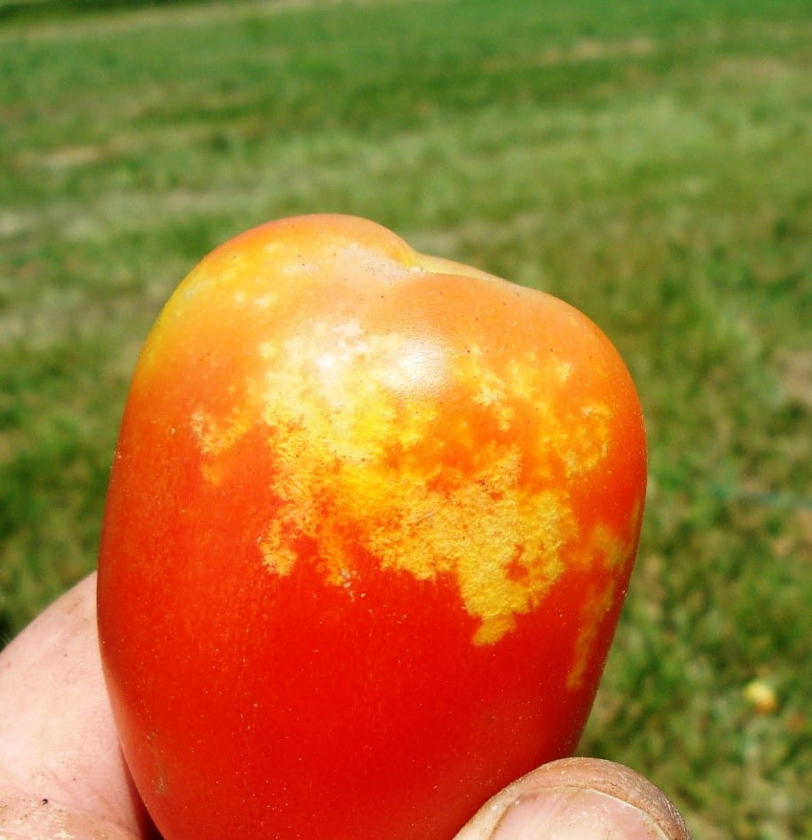 Stinkbug feeding injury to tomato fruit. 