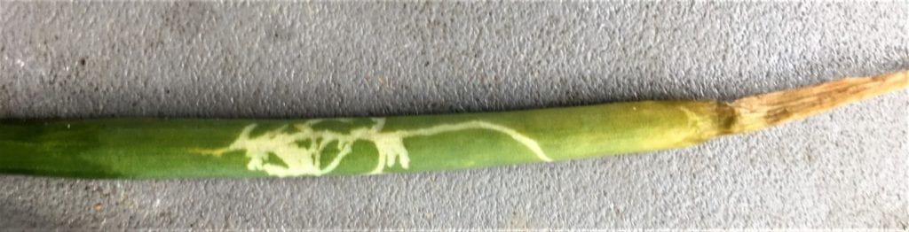 Leaf miner damage on a Onion leaf blade caused by the larva of a Allium leaf miners fly.