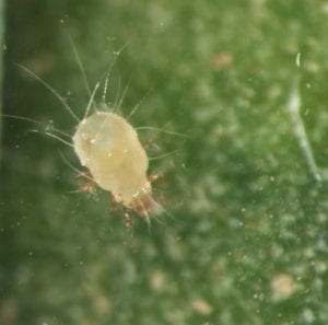 Spinach crown mite adult with sparse long hairs over its body.